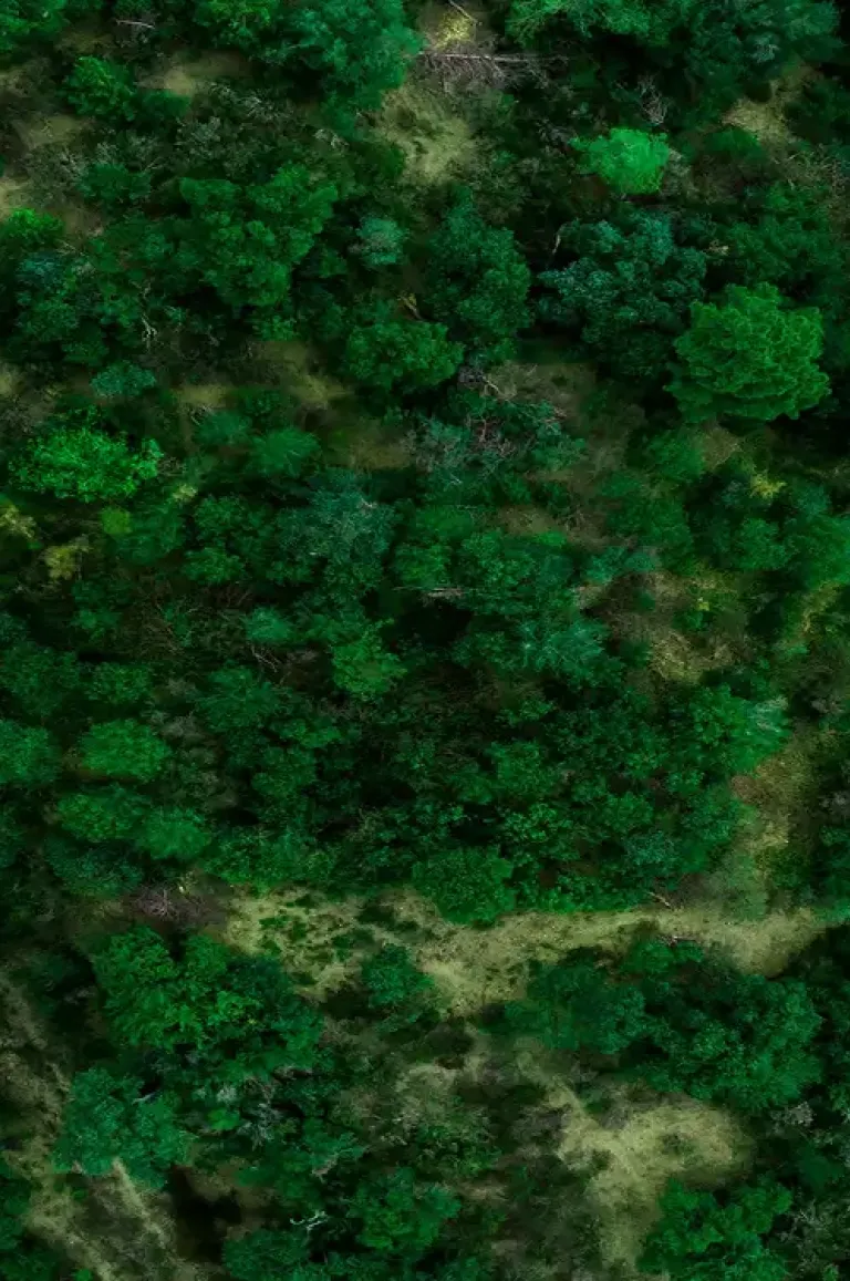 a road with greenery around it