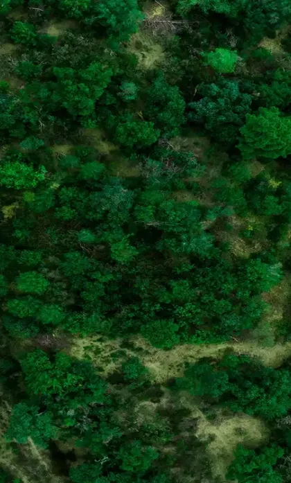 a road with greenery around it